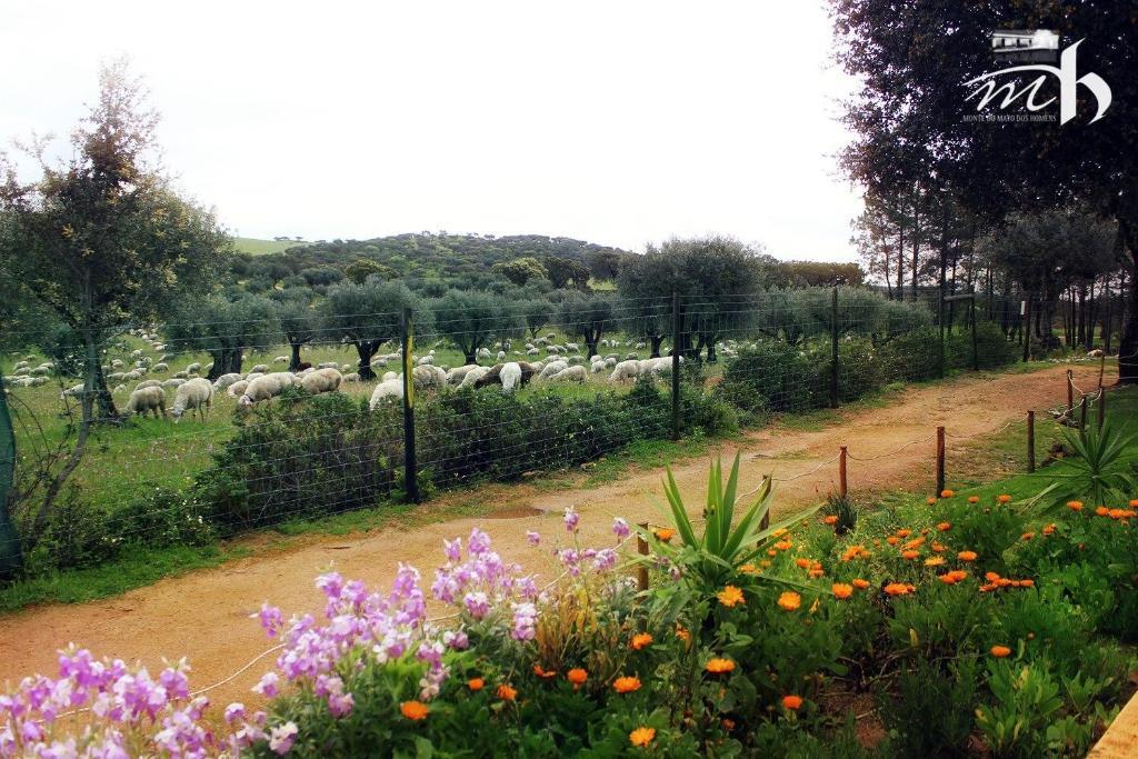 Monte Do Mato Dos Homens Vidigueira Bagian luar foto